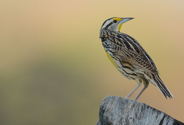 LERCHENSTÄRLING, EASTERN MEADOWLARK, STURNELLA MAGNA