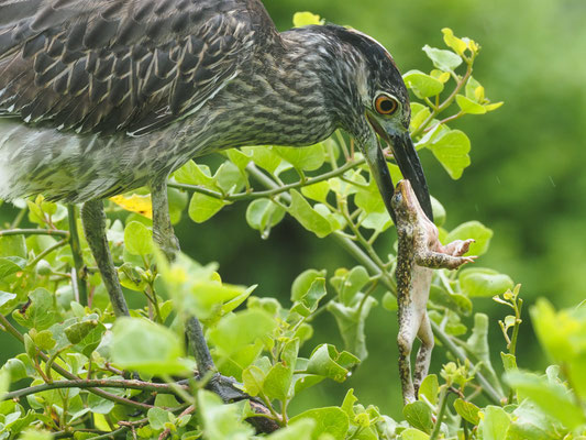 Krabbenreiher, Yellow-crowned Night-Heron - Nyctanassa violacea