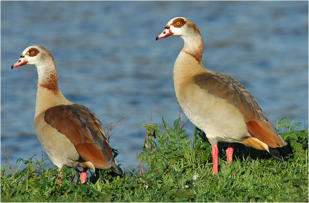 NILGANS, EGYPTIAN GOOSE, ALOPOCHEN AEGYPTIACA