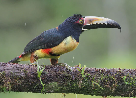 HALSBANDARASSARI, COLLARED ARACARI, PTEROGLOSSUS TORQUATUS
