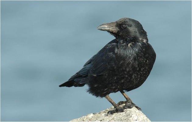 RABENKRÄHE, CARRION CROW, CORVUS CORONE