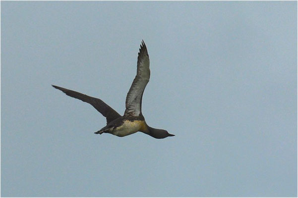 STERNTAUCHER, RED-THROATED LOON, GAVIA STELLATA