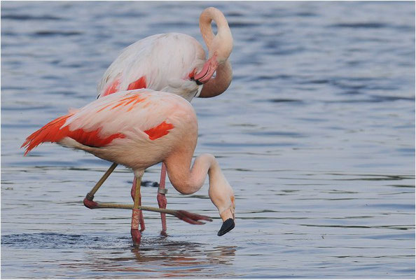 CHILEFLAMINGO, CHILEAN FLAMINGO, PHOENICOPTERUS CHILENSIS