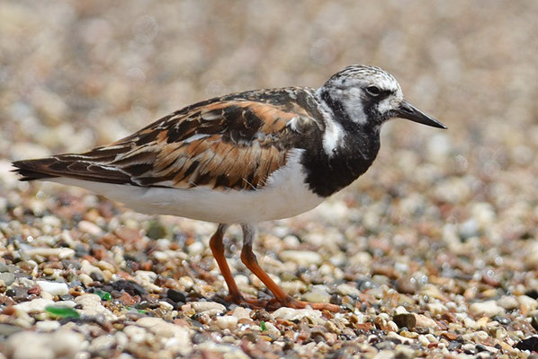 STEINWÄLZER, RUDDY TURNSTONE, ARENARIA INTERPES