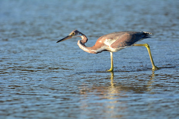 DREIFARBENREIHER, TRICOLORED HERON, EGRETTA TRICOLOR