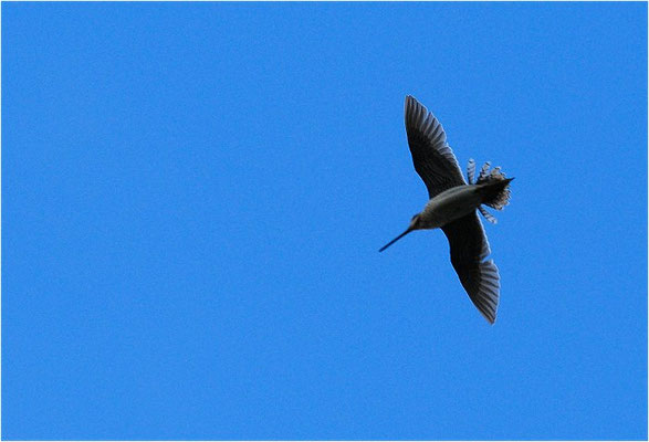 BEKASSINE, COMMON SNIPE, GALLINAGO GALLINAGO