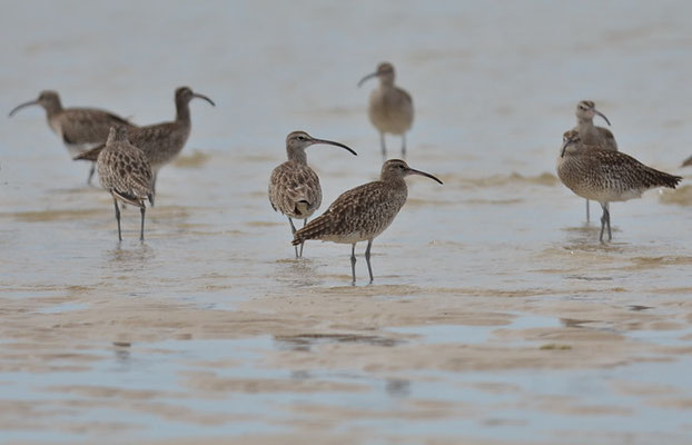 REGENBRACHVOGEL, WHIMBREL, NUMENIUS PHAEOPUS