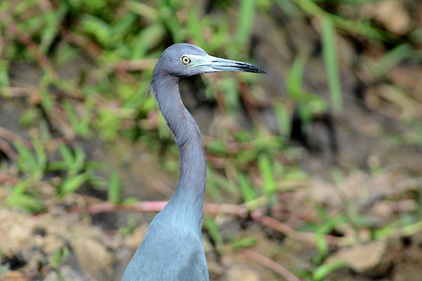 BLAUREIHER, LITTLE BLUE HERON, EGRETTA CAERULEA