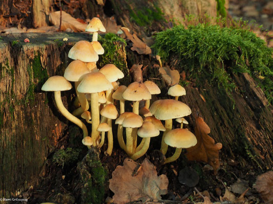 Grünblättriger Schwefelkopf - Hypholoma fasciculare
