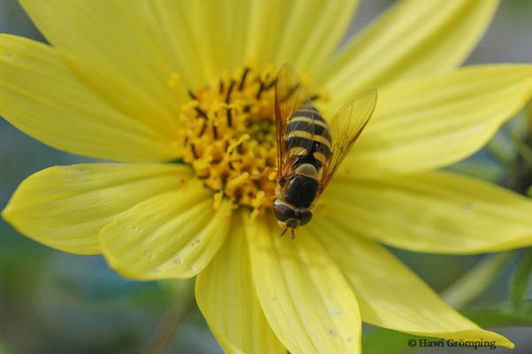 BEHAARTE SCHWEBFLIEGE, SYRPHUS TORVUS