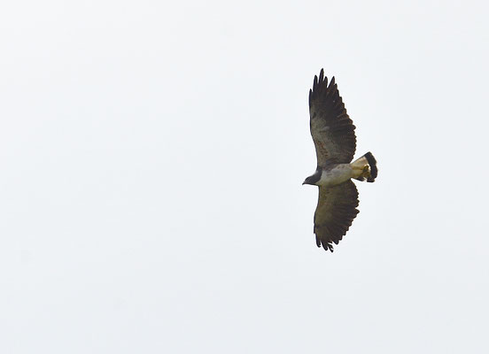 WEISSSCHWANZBUSSARD, WHITE-TAILED HAWK, GERANOAETUS ALBICAUDATUS