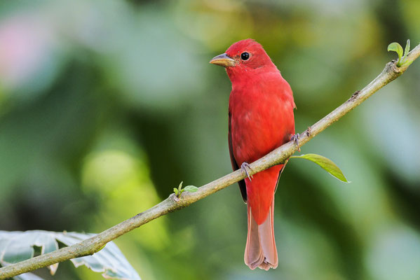 SOMMERTANGARE, SUMMER TANAGER, PIRANGA RUBRA