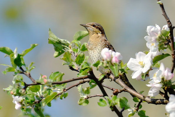 WENDEHALS, WRYNECK, JYNX TORQUILLA