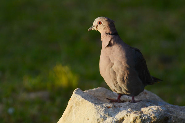 HALBMONDTAUBE, RED-EYED DOVE, STREPTOPELIA SEMITORQUATA