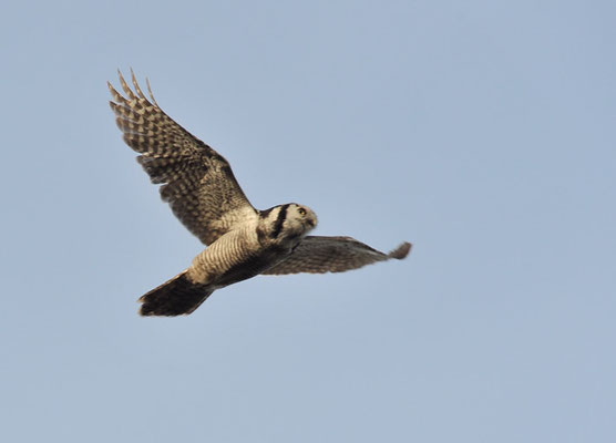 SPERBEREULE, HAWK OWL, SURNIA ULULA