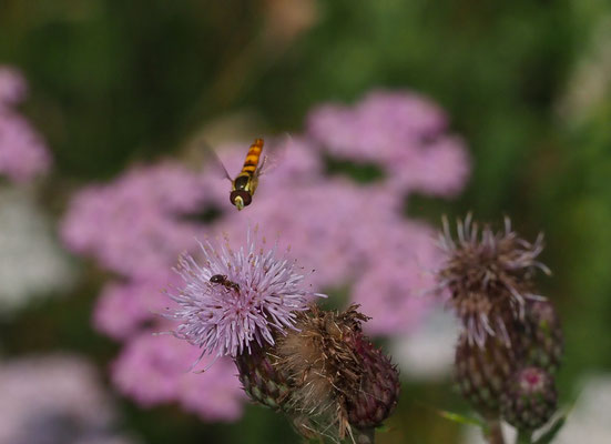 STIFTSCHWEBFLIEGE, SPHAEROPHORIA SCRIPTA