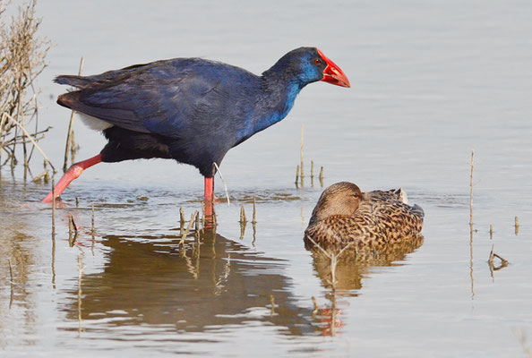 PURPURHUHN, PURPLE SWAMPHEN, PORPHYRIO PORPHYRIO