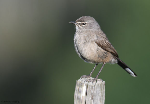 KARRUHECKENÄNGER, KAROO SCRUB ROBIN, CERCOTRICHAS CORYPHOEUS