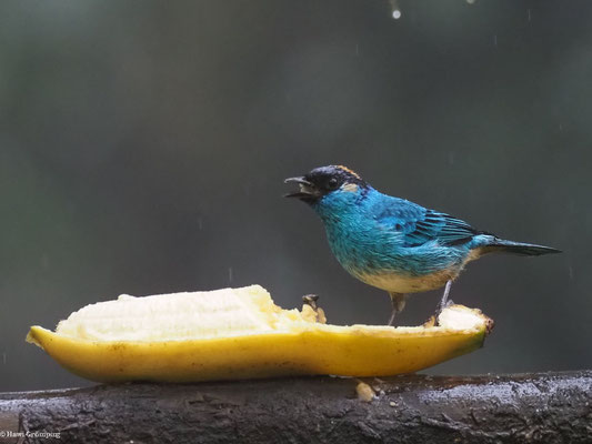 GOLDNACKENTANGARE, GOLDEN-NAPED TANAGER - TANGARA RUFICERVIX