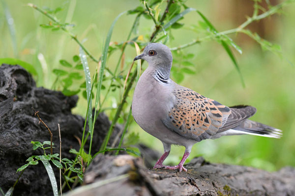 TURTELTAUBE, TURTLE DOVE, STREPTOPELIA TURTUR
