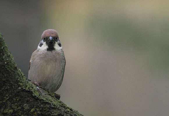 FELDSPERLING, TREE SPARROW, PASSER MONTANUS
