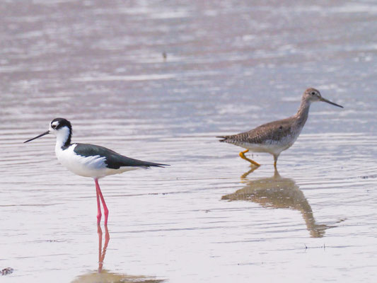Großer Gelbschenkel, Greater Yellowlegs - Tringa melanoleuca