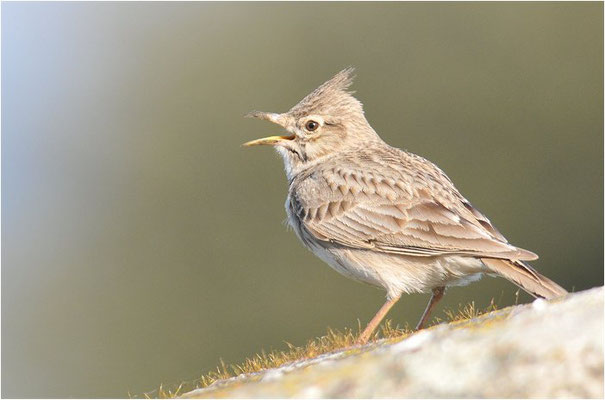 HAUBENLERCHE, CRESTED LARK, GALERIDA CRISTATA