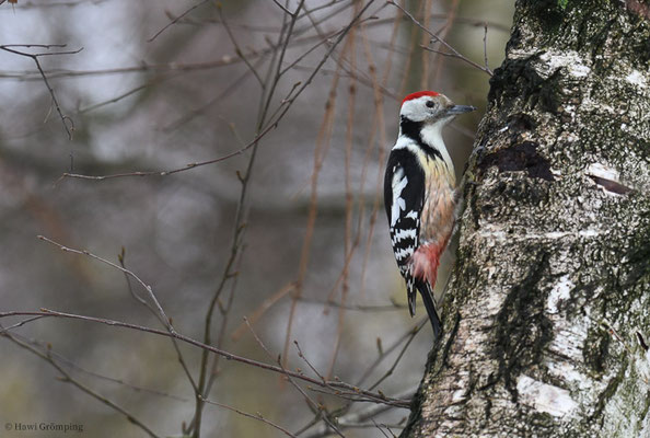 MITTELSPECHT, MIDDLE-SPOTTED WOODPECKER