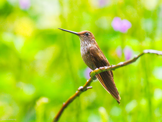 Bronzeandenkolibri, Bronzy Inca - Coeligena coeligena
