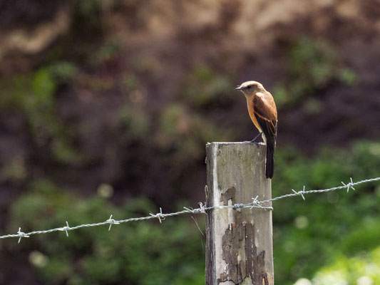 FAHLBRAUEN-SCHMÄTZERTYRANN, BROWN-BACKED CHAT-TYRANT - OCHTHOECA FUMICOLOR