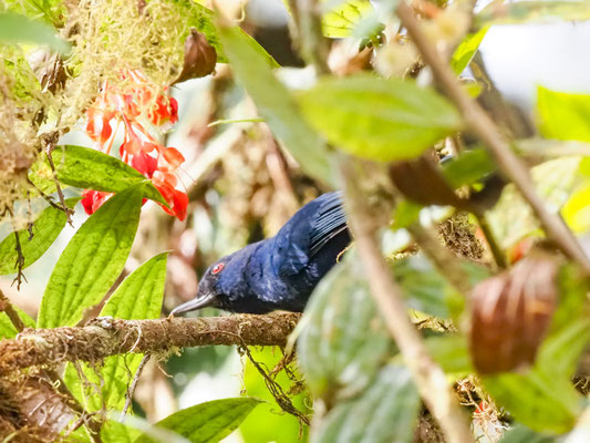 Indigo-Hakenschnabel, Indigo Flowerpiercer - Diglossa indiglotica 