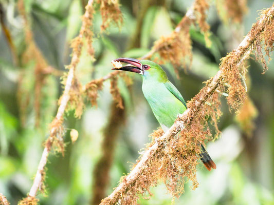 Blutbürzelarassari, Crimson-rumped Toucanet - Aulacorhynchus haematopygus