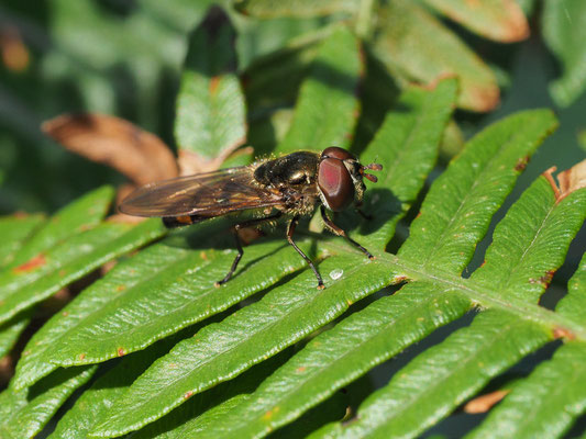 RAUPEN-PLATTBAUCHSCHWEBFLIEGE, XANTHANDRUS COMTUS