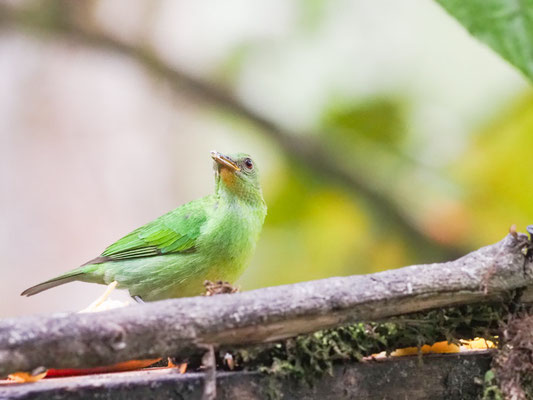 Kappennaschvogel, green honeycreeper - chlorophanes spiza