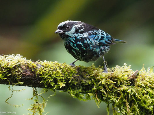 SILBERFLECKENTANGARE, BERYL-SPANGLED TANAGER - TANGARA NIGROVIRIDIS