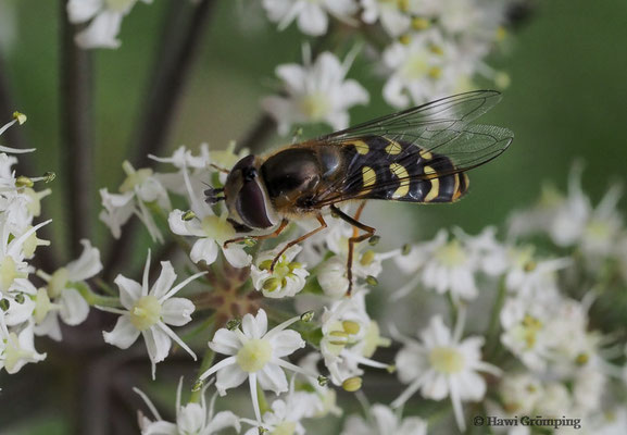 FRÜHE GROSSSTIRNSCHWEBFLIEGE, SCAEVA SELENITICA