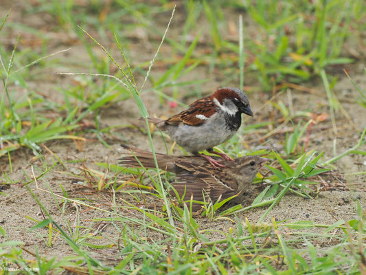 HAUSSPERLING, HOUSE SPARROW - PASSER DOMESTICUS