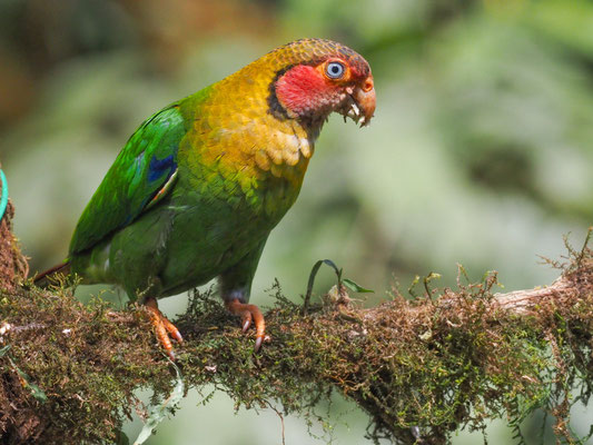 Rosenwangenpapagei, Rose-faceld Parrot - Pyrilla pulchra