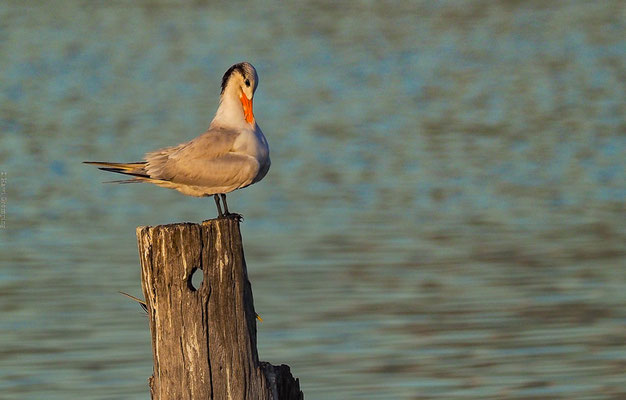 Eine Königsseeschwalbe (Royal Tern) im Hafen