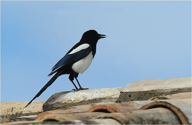 ELSTER, MAGPIE, PICA PICA