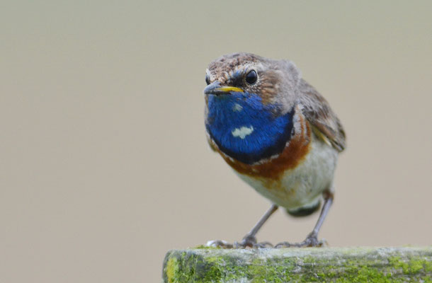 BLAUKEHLCHEN, BLUETHROAT, LUSCINIA SVECICA