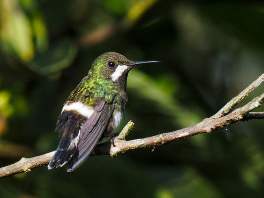 GRÜNE FADENELFE, GREEN THORNTAIL - DISCOSURA CONVERSII