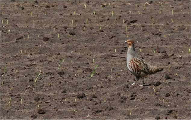 REBHUHN, GREY PARTRIDGE, PERDIX PERDIX