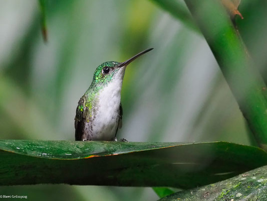 ANDENAMAZILIE, ANDEAN EMERALD - AMAZILIA FRANCIAE