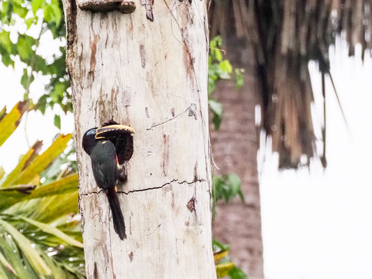 Braunohrarassari, Chestnut-eared Aracari - Pteroglossus castanotis