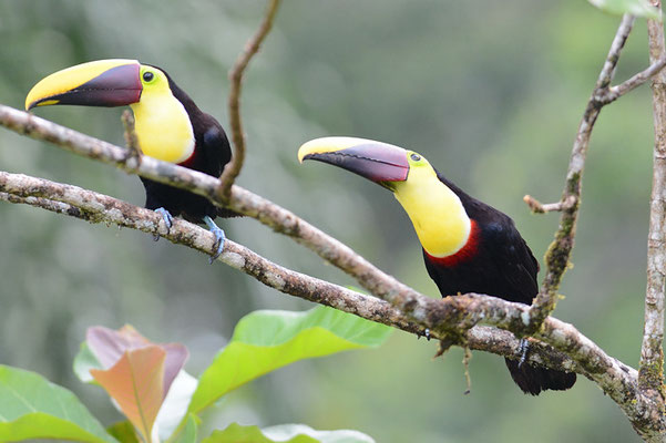 GOLDKEHLTUKAN (SWAINSONTUKAN), CHETNUT-MANDIBLED  TOUCAN,      RAMPHASTOS SWAINSONII 