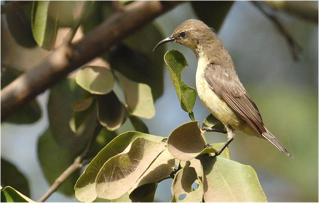 ELFENNEKTARVOGEL, BEAUTIFUL SUNBIRD, NECTARINIA PULCHELLA
