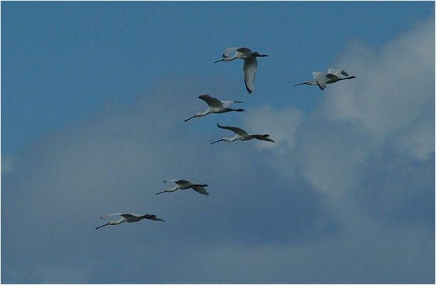 LÖFFLER, SPOONBILL, PLATALEA LEUCORODIA