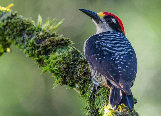 SCHLÄFENFLECKENSPECHT, BLACK-CHEEKED WOODPECKER, MELANERPES PUCHERANI