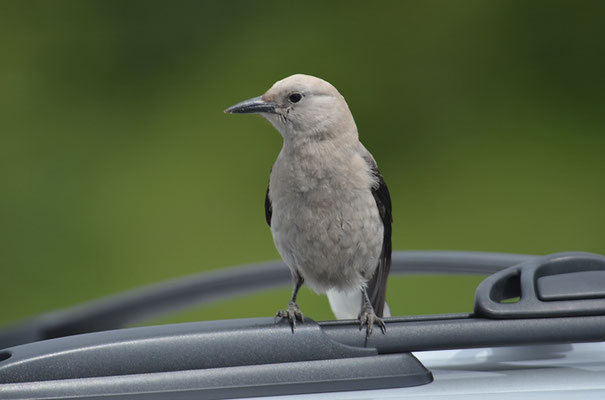KIEFERNHÄHER, CLARK´S NUTCRACKER, NUCIFRAGA COLUMBIANA